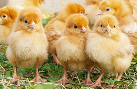 baby-chicks-6