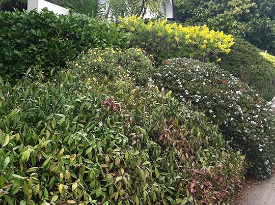 Butterfly Habitat?