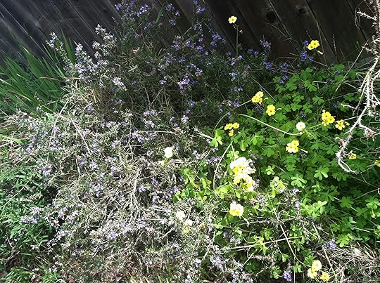 Butterfly Habitat?