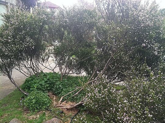 Butterfly Habitat?