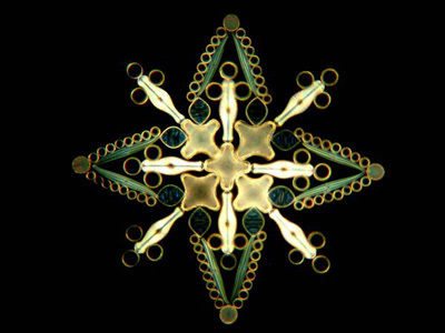 Diatom by Klaus Kemp
