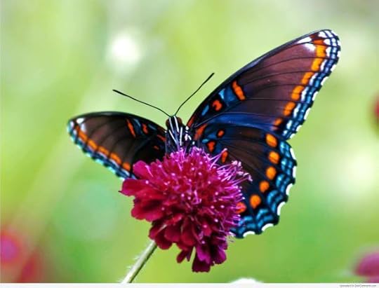 butterfly