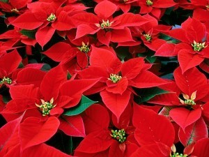 Poinsettia-Day