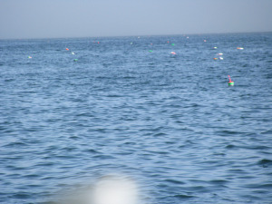 lobster-pots-as-far-as-the-eye-can-see1