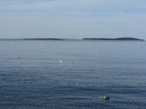 Lobstertraps