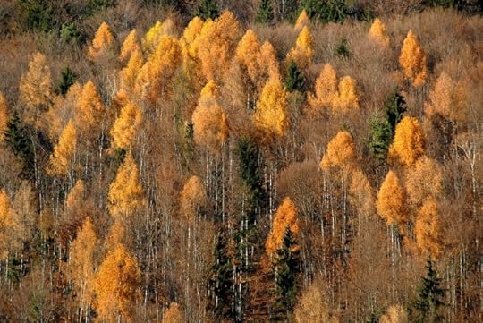 Larch Forest in Autumn Skarbin Laerchen Mischwald 03CC BY-SA 3.0, Johann Jaritz (own work) via Wikimedia Commons