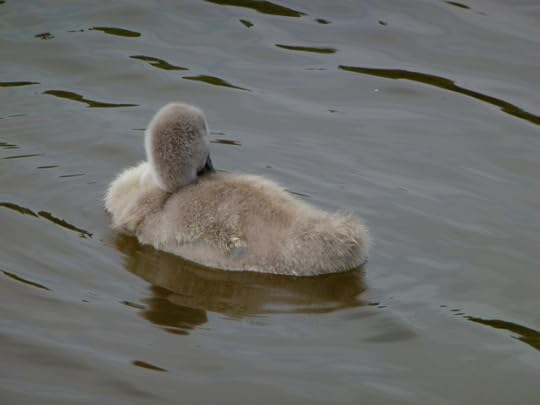 Photo by Lilian (click to enlarge)