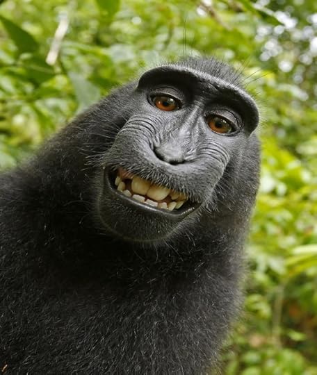 By Self-portrait by the depicted Macaca nigra female. See article. (Wtop.com) [Public domain], via Wikimedia Commons
