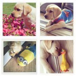 1391419_307296209470667_1511692402_n