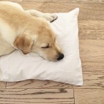 10488776_787725844622486_1165042138_n