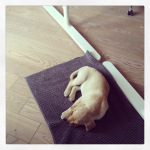 Poi il tappeto se lo �� mangiato