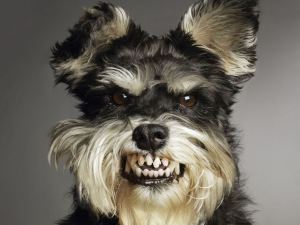 animals_other_bad-dog_67239