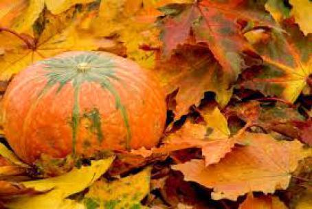fall pumpkin