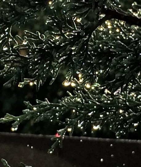 Cypress at dawn. © Quinn McDonald, 2014