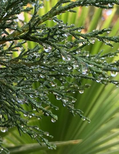 Cypress against palm tree. © Quinn McDonald 2014