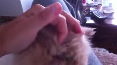Baby Cat loving