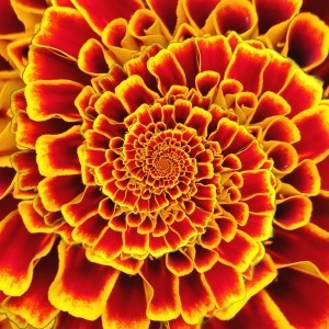 drostespiralb3
