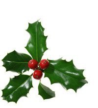 Excerpts From An American Rose Christmas
