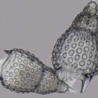 Radiolarian. Photo by Frank Fox.
