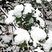 Snowy leaves