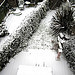 Snowy garden