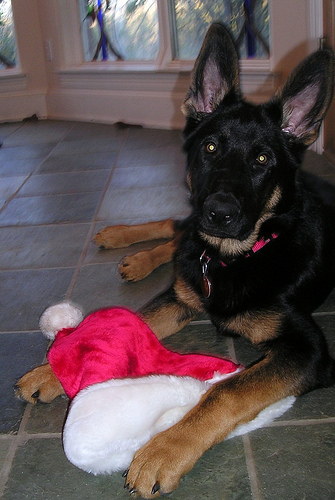 Magic with Santa Hat