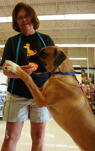 Pup Jumps Up for Ball