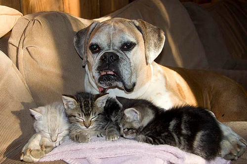 PeteBoxer-3Kittens-TonyaJensen