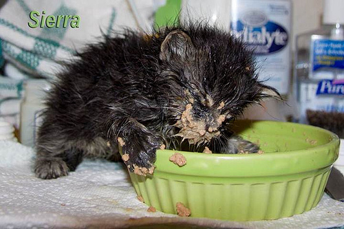 MessyKittenEating-TonyaJensen