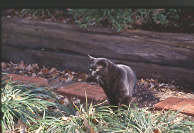 3--black cat in garden--2-7-08