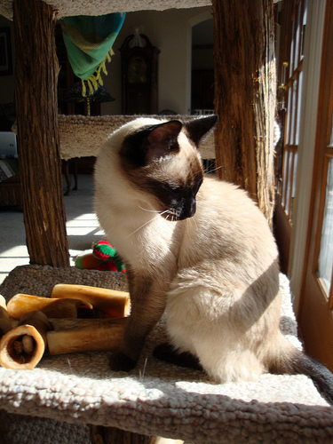 water play and cat pix 032