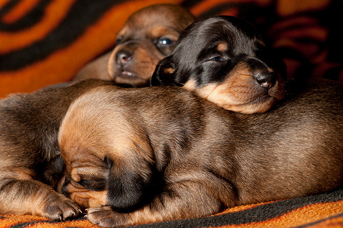 Dachshund Puppies