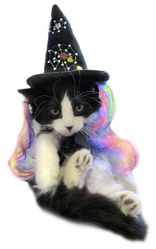 Kitten witchiepoo_3560