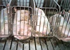 pigs