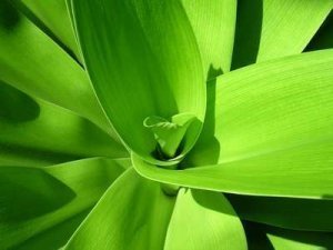 Vert, couleur rebelle ?