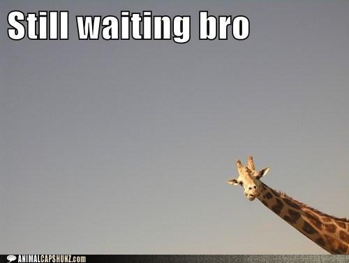 funny-animal-captions-still-waiting-bro