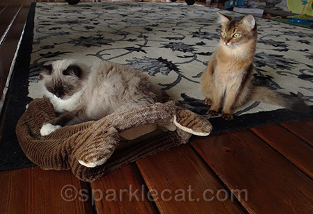 I think it is wrong, but to each cat her own