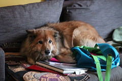the dog slept on my homework...