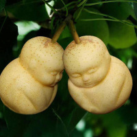 baby-shaped-pears-china-designboom-01