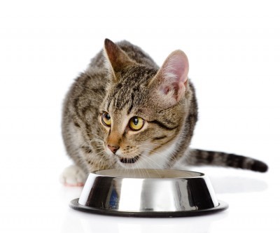 cat-eating