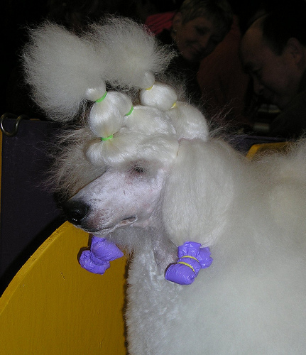 White poodle in show wraps