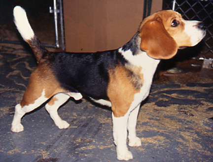 beagle