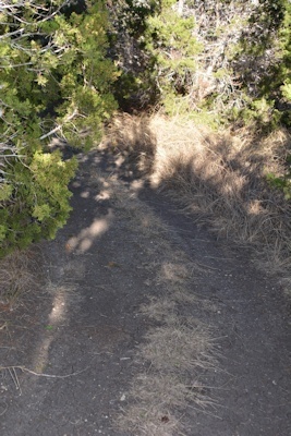 North-trail-diff-turn3-12-15-14