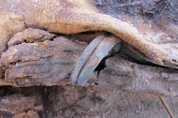 Mummified baby, million mummy cemetery