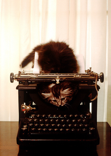 kitten with typewriter