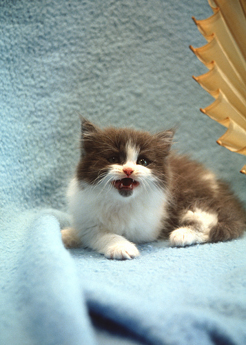 kitten meowing