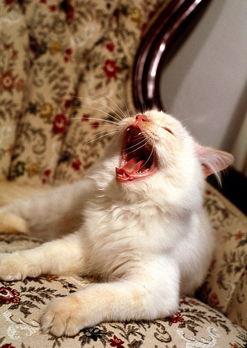 kitten yawning
