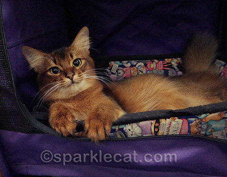I love being at the cat show!