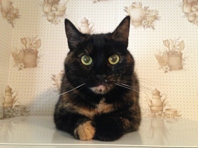 kitchen-catification