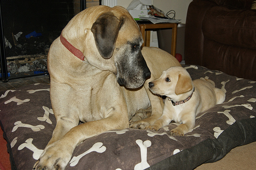 Tillie & Glen